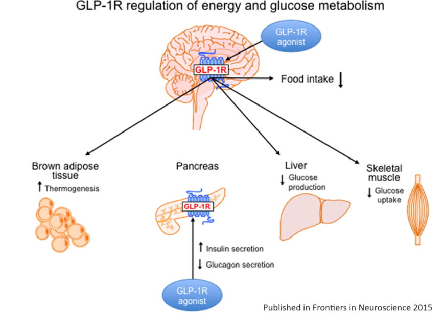 The Weight Is Over: Obesity Drugs Have Arrived - Macrobusiness